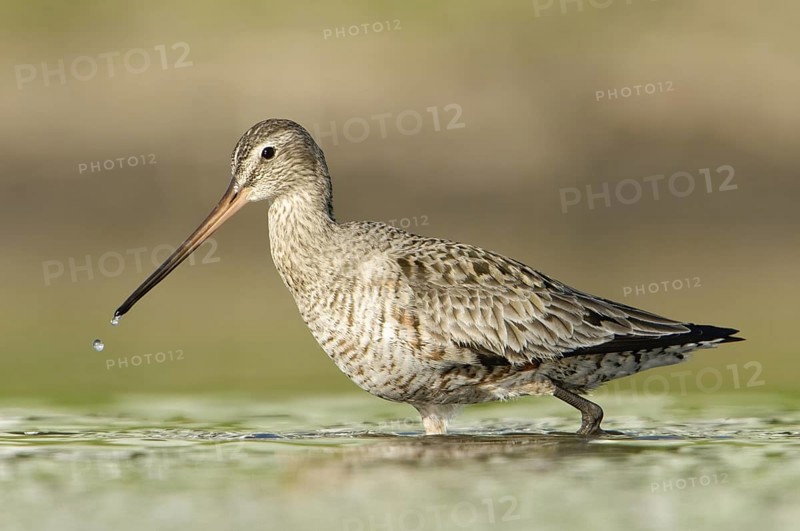 Hudsonian Godwit (Limosa haemastica), Texas, USA