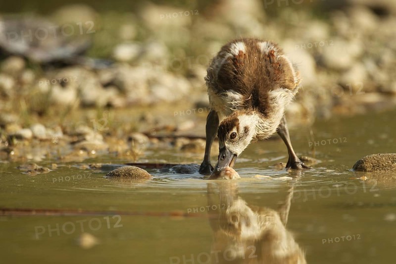 Egyptian goose (Alopochen aegyptiaca) young bird eating fish waste in a gravel pit, Allgäu, Bavaria, Germany, Allgäu, Bavaria, Germany