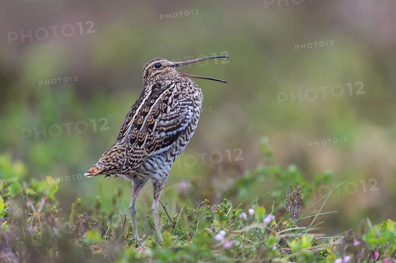 Doppelschnepfe (Gallinago media) Great snipe, male
