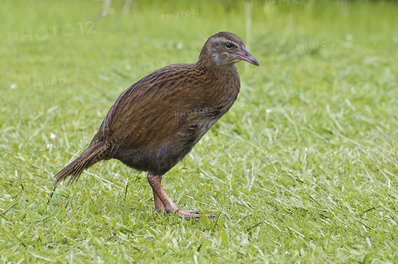 Weka (Gallirallus australis), New Zealand
