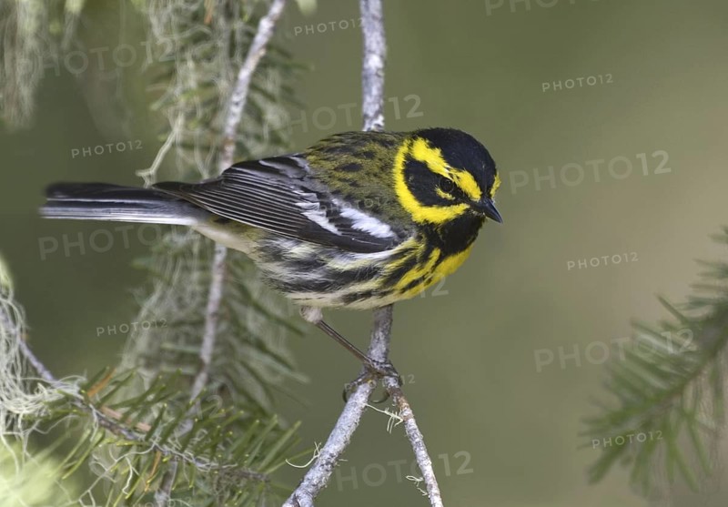 Townsend's Warbler (Setophaga townsendi)