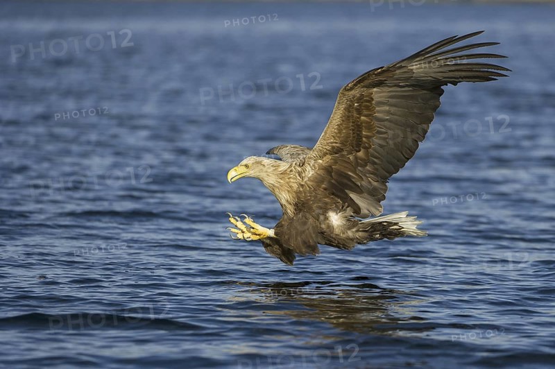 White-tailed Eagle (Haliaeetus albicilla) flying, Nord-Trondelag, Norway