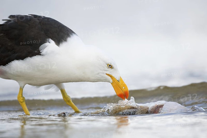 Pacific Gull (Larus pacificus) eating fish, Victoria, Australia