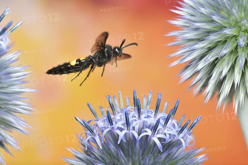 Scolia hirta (Scolia hirta) in flight on a globe thistle (Echinops)