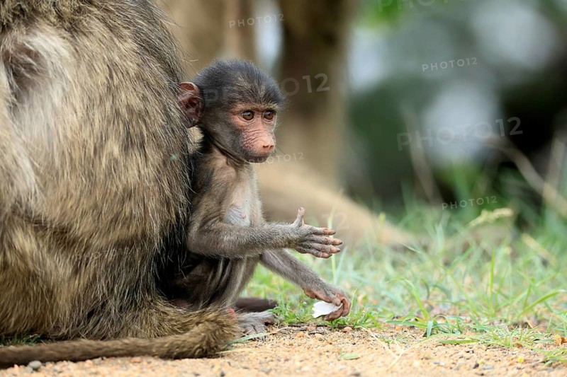 Bear baboon, Tschakma baboon (Papio ursinus), young, baby, on the ground, sitting, fragile, Kruger, Kruger National Park, South Africa