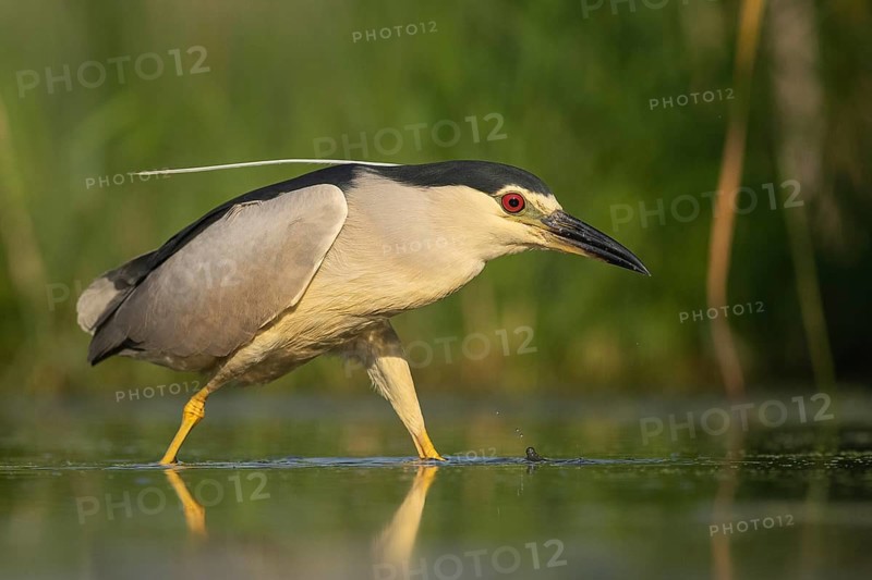 Black-crowned Night Heron (Nycticorax nycticorax) hunting, Pusztaszer, Hungary