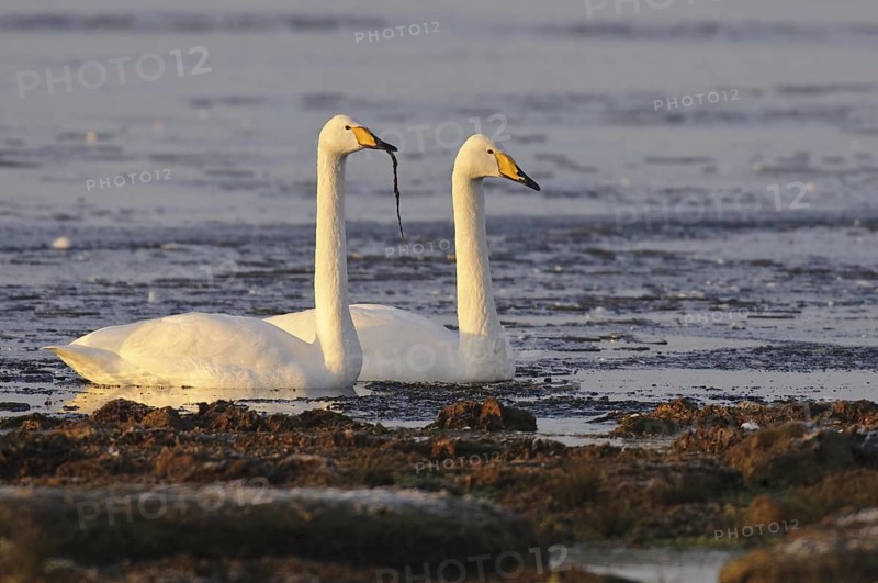 Whooper Swan (Cygnus cygnus), Lower Saxony, Germany