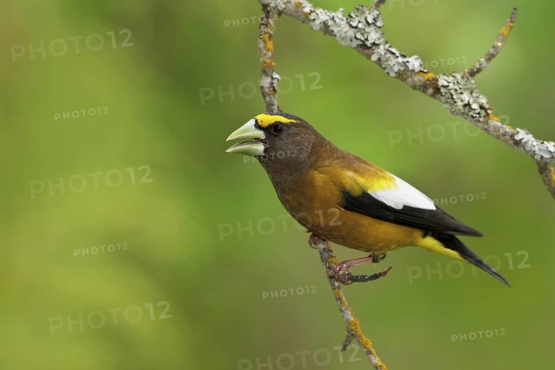 Evening Grosbeak (Hesperiphona vespertina) male singing, British Columbia, Canada