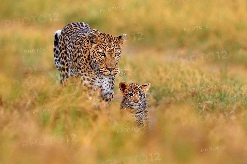 Leopard cub with mother walk. Big wild cat in the nature habitat, sunny day on the savannah, Khwai river. Leopard kitten baby, hidden nice orange grass. Wildlife nature, Botswana wildlife