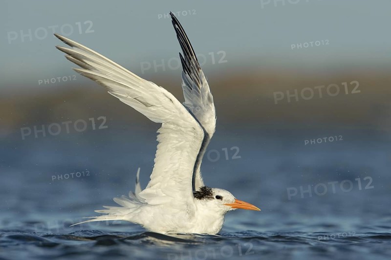 Royal Tern (Thalasseus maximus), Texas, USA