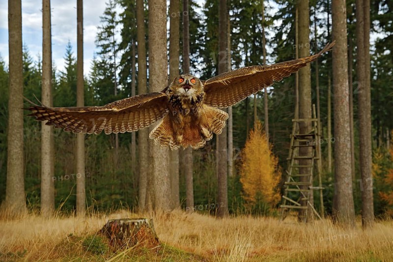 Owl in forest habitat, wide angle lens. Flying Eurasian Eagle Owl with open wings in forest habitat, Sweden. Owl flight with open wing, action wildlife scene from nature. Bird in autumn wood