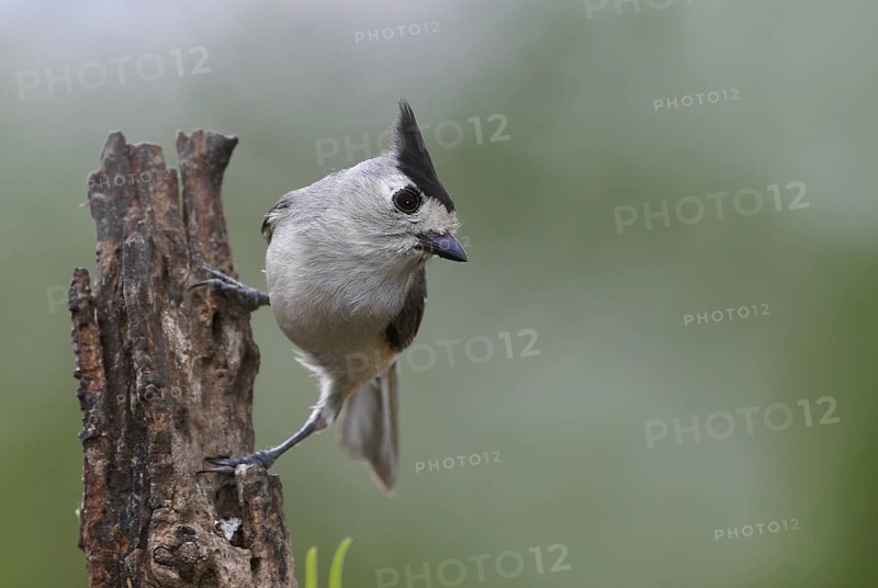 Black-crested Titmouse (Baeolophus atricristatus), Texas, USA
