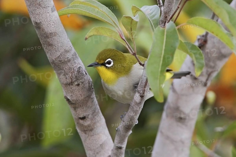 Malagasy White-eye (Zosterops maderaspatanus), Isalo, Madagascar