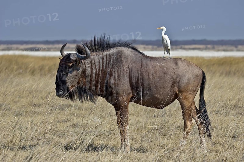 Western Cattle Egret (Bubulcus ibis) perched on a Wildebeest, Ethosha, Namibia