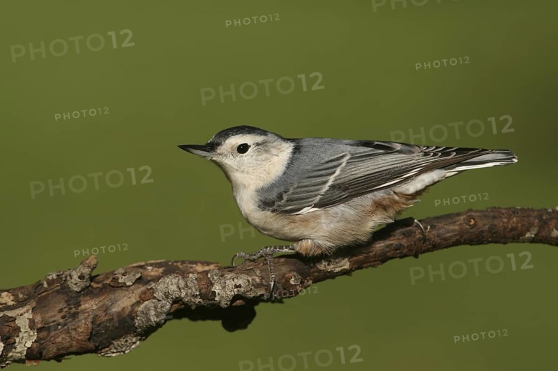 White-breasted Nuthatch (Sitta carolinensis), Ohio, USA