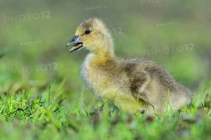 Greylag Goose (Anser anser) chick, Lower Saxony, Germany