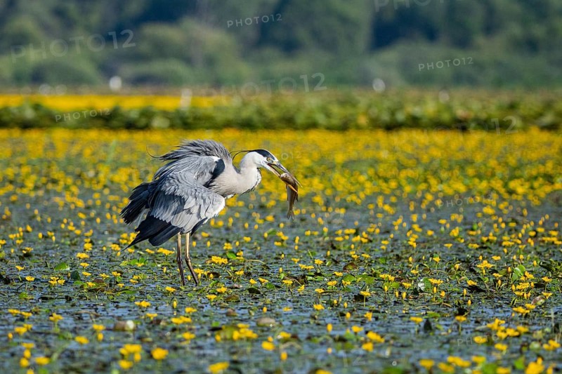 Grey heron (Ardea cinerea) amidst flowering sea pots (Nymphoides peltata) Hungary