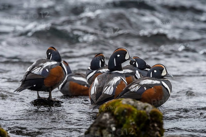 Harlequin Duck (Histrionicus histrionicus) male, Iceland