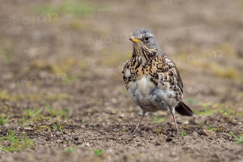Entschlossen... Wacholderdrossel *Turdus pilaris*