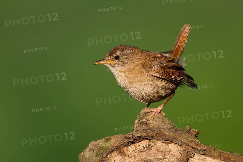 Northern Wren - Zaunkönig - Troglodytes troglodytes ssp. troglodytes, Germany, 1st cy