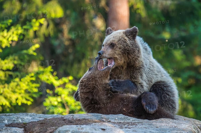 Eurasian Brown Bear (Ursus arctos) two fighting in forest, Finland