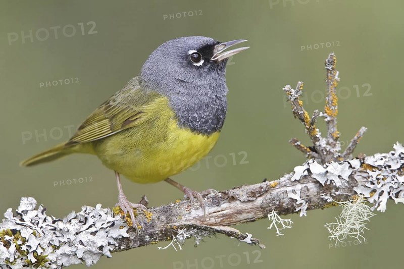 MacGillivray's Warbler (Geothlypis tolmiei), British Columbia, Canada