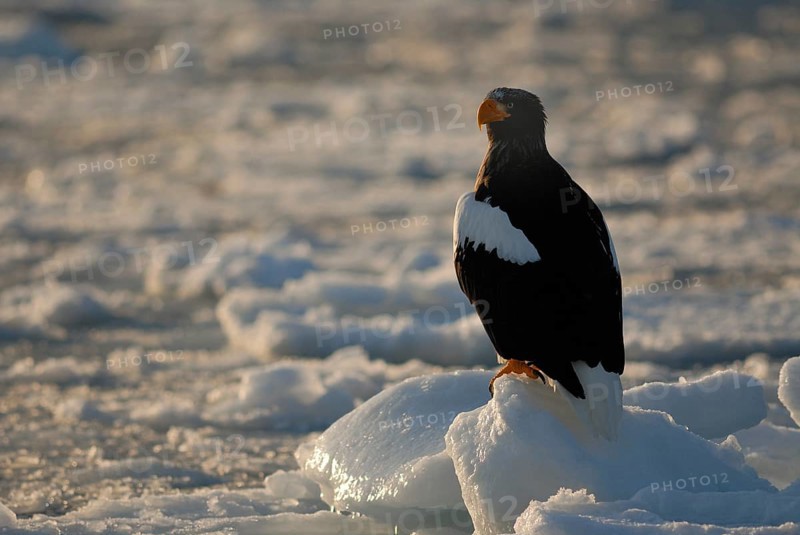 Steller's Sea Eagle (Haliaeetus pelagicus), Hokkaido, Japan