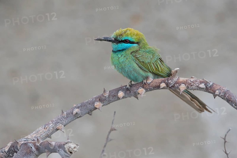 Green Bee-eater (Merops orientalis cyanophrys) perched on a branch, Shinas, Oman