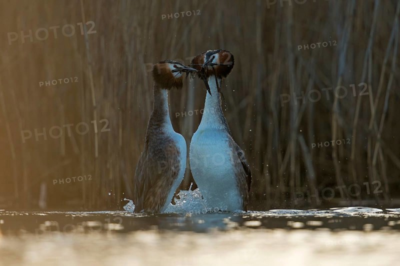 Great Crested Grebe (Podiceps cristatus) pair displaying, North Rhine-Westphalia, Germany