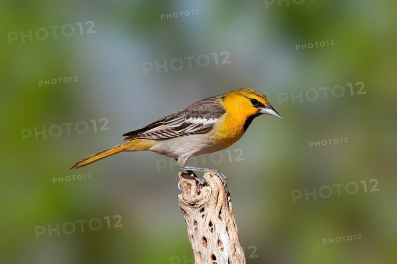 Bullock's Oriole Icterus bullockii Amado, Santa Cruz County, Arizona, United States 16 April First year Male. Icteridae