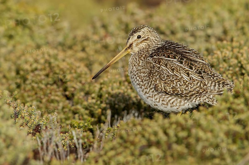 Magellanic Snipe (Gallinago magellanica magellanica) on the ground in the Falkland Islands