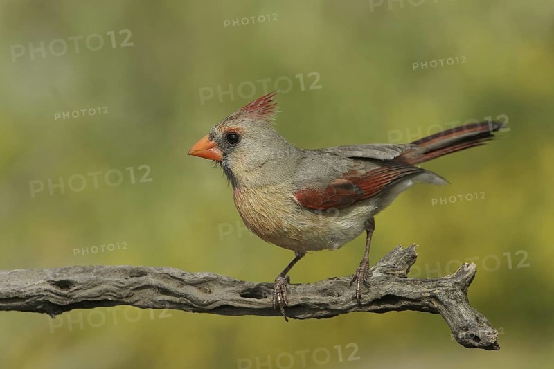 Northern Cardinal (Cardinalis cardinalis), Texas, USA