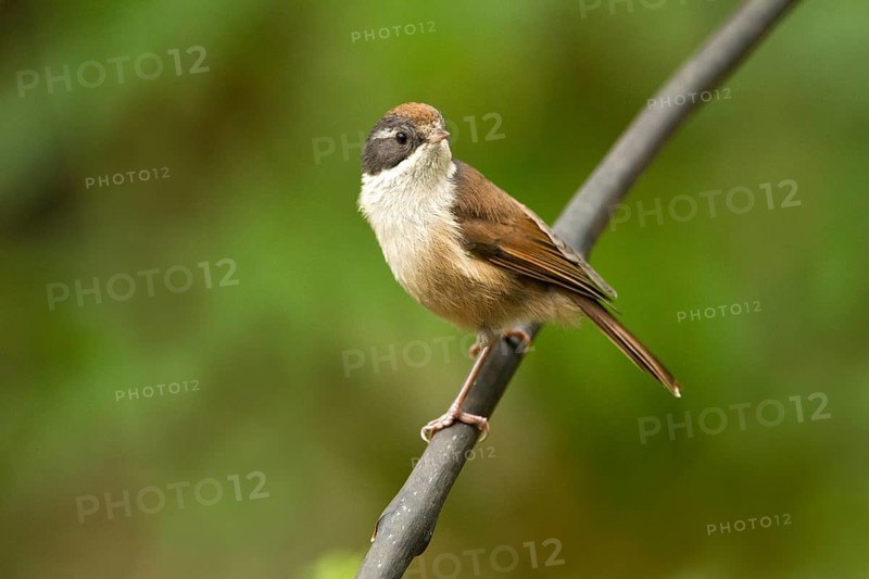 Pipipi (Mohoua novaeseelandiae), Rakiura National Park, New Zealand