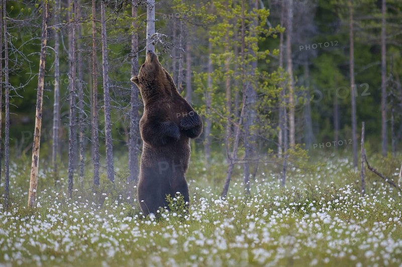 Eurasian Brown Bear (Ursus arctos) standing at tree trunk and rubbing its back, Finland