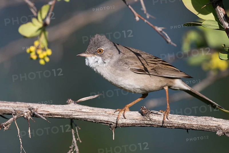 Common Whitethroat - Dorngrasmücke - Sylvia communis ssp. rubicola, Kyrgyzstan, adult male