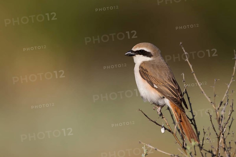 Turkestan Shrike - Turkestanwürger - Lanius phoenicuroides, Kazakhstan, adult male