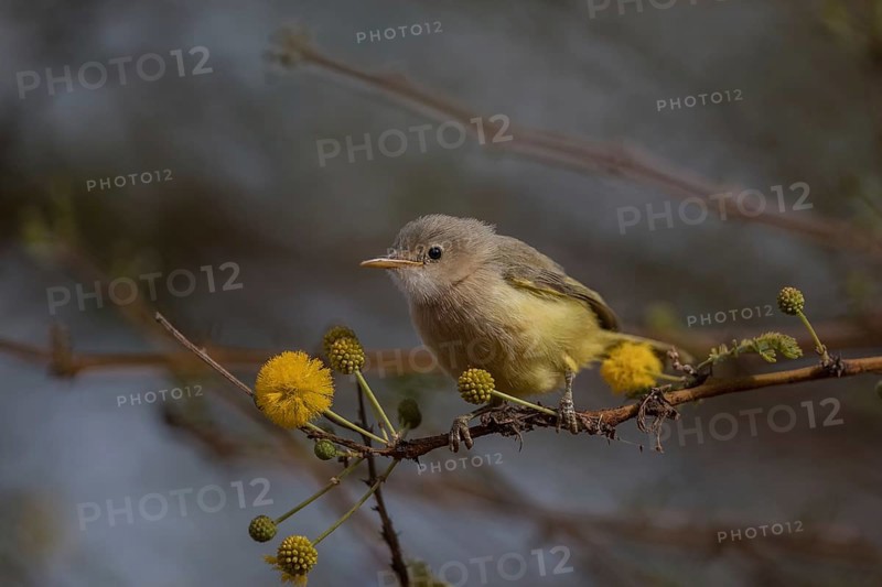 Yellow-breasted Apalis (Apalis flavida) perched on a twig, Senegal
