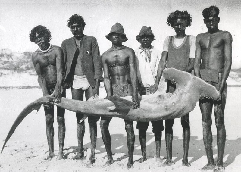 Six arborigines posing with a captured adult scalloped hammerhead shark, (Sphyrna lewini) 1930, Australia