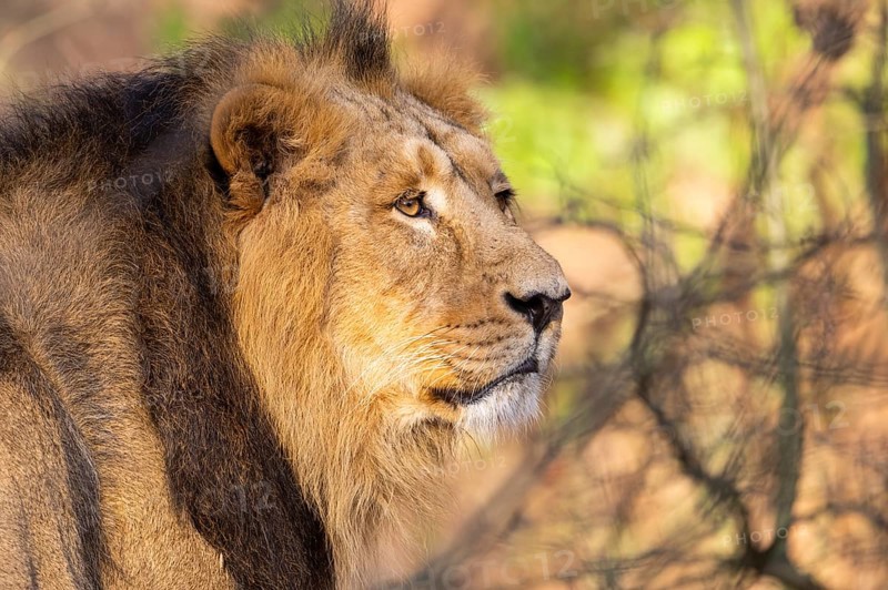 Asiatic lion (Panthera leo persica), male, portrait, captive, habitat in India