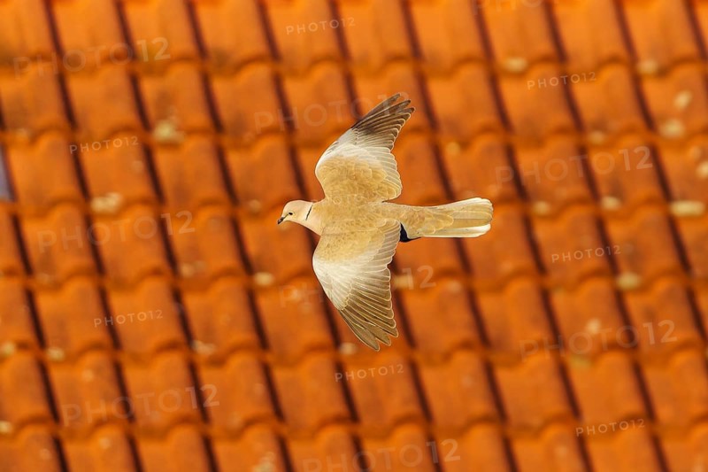 Pigeon flying in front of a tiled roof, Eurasian collared dove (Streptopelia decaocto), wildlife, Germany