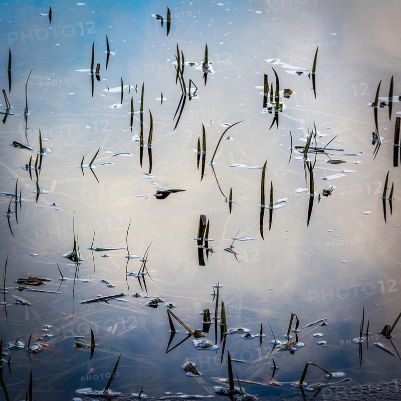 In the Natural Regional Park of Livradois Forez, frozen lake flora emerges subtly from icy waters, creating a tranquil winter atmosphere rich with nature's delicate details. Puy de Dome. Auvergne Rhone Alpes. France
