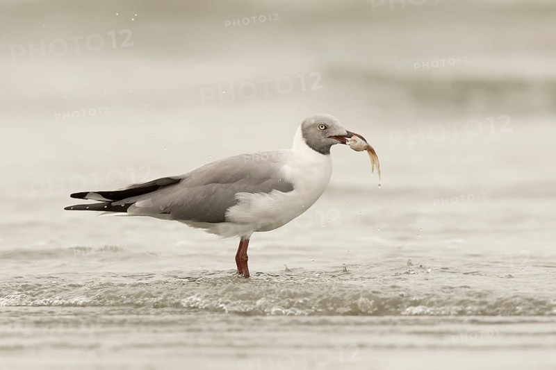 Grey-headed Gull (Chroicocephalus cirrocephalus), Gambia