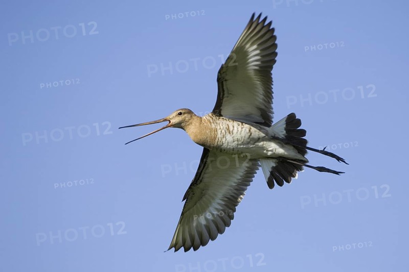 Black-tailed Godwit (Limosa limosa) calling in flight, Texel, Netherlands