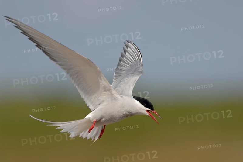 Arctic Tern (Sterna paradisaea) flying, Netherlands