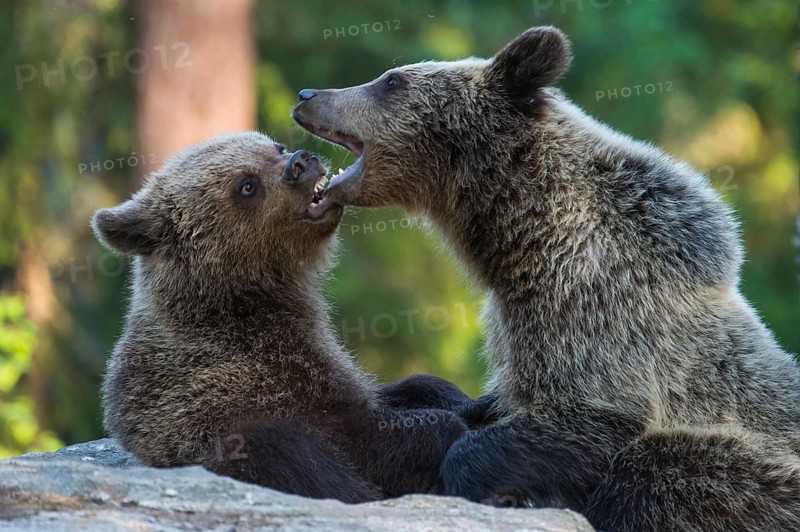 Eurasian Brown Bear (Ursus arctos) two fighting in forest, Finland