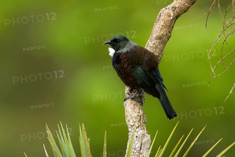 Tui (Prosthemadera novaeseelandiae), Stewart Island, New Zealand