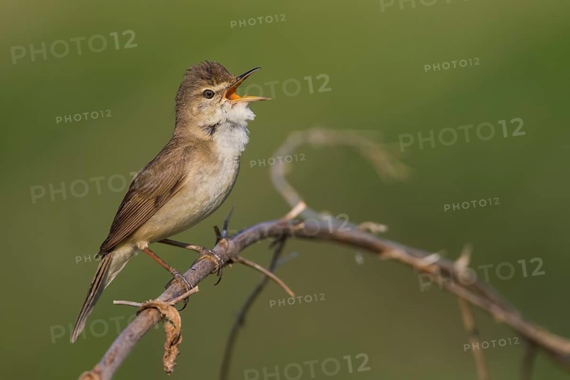 Blyths Reed Warbler - Buschrohrsänger - Acrocephalus dumetorum, Russia (Ural)