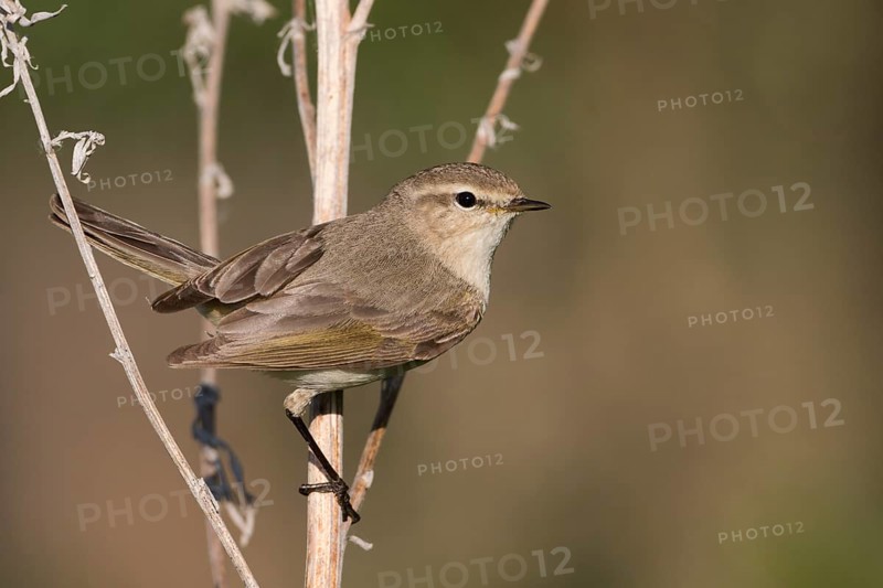 Siberian Chiffchaff - Taigazilpzalp - Phylloscopus tristis, Russia (Ural)