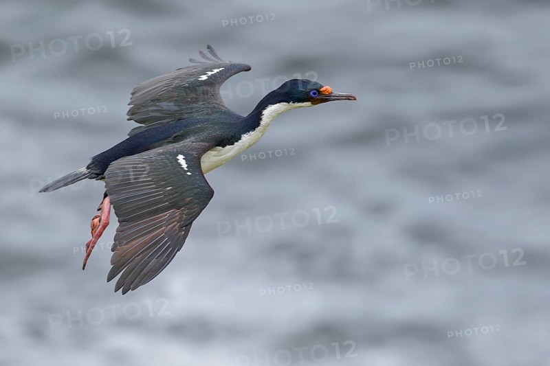 Imperial Cormorant (King) (Phalacrocorax atriceps) at its nesting colony in the Falkland Islands