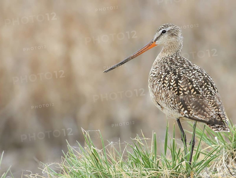 Marbled Godwit (Limosa fedoa), Saskatchewan, Canada